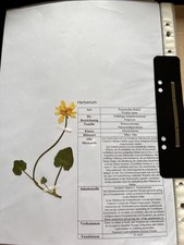Herbarium mit 20 gepressten Pflanzen aus 20 Familien inkl. Bestimmung