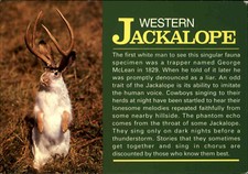 Motivkarte TIERE: Postkarte The Western Jackalope USA Amerika Postcard Animal