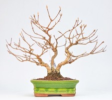 Bonsai Japanische Schönfrucht