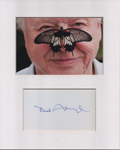 David attenborough - david,