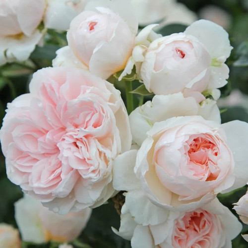 Kletterrose sabrina ist - kletterrose, ®`ist
