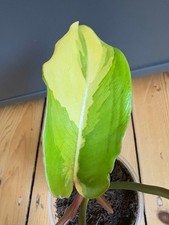 Philodendron Jungle Fever