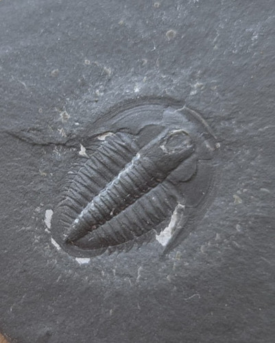 Kambrium juvenil trilobit - kambrium,