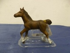 Schönes Anglo-Araber-Fohlen