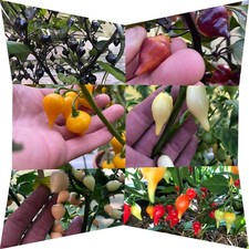 Chili Samen Sortiment  >Sweet & Hot Drops< 6 Sorten je 10 Samen 