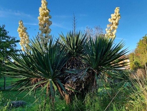 Palmlilie yucca gloriosa - 4x,