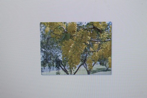 2x5 samen cassia - samen,