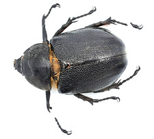 Dynastinae, Dynastes neptunus