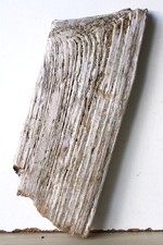 Treibholz Schwemmholz Driftwood  1 Brett  Regal Dekoration Basteln 18,5 cm