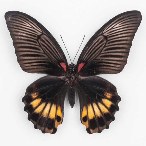 Papilio memnon merapu - papilio,