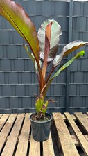 Musa Ensete ventricosum maurelli, rote Zierbanane 30-140cm