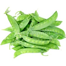 Zuckererbse SWEET HORIZONT  50+ Samen fadenlos und süß samenfeste beliebte Sorte