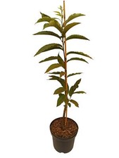 Marone Belle Epine Esskastanie