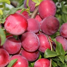 Japanischer Pflaumenbaum