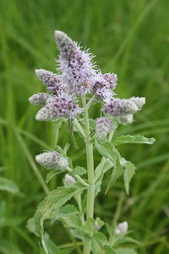 Mentha longifolia 100 samen - longifolia,