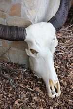 ECHTER Wasserbüffel-Schädel mit Hörnern – Bullenkopf Longhorn Stier