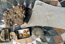 Div. Fossilien Trilobite
