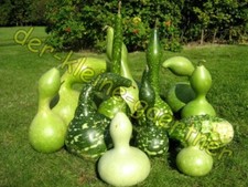 FLASCHENKÜRBIS KALEBASSEN