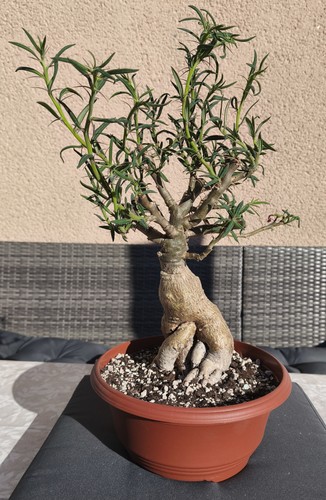 Pachypodium bispinosum