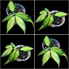 Hoya polyneura inner