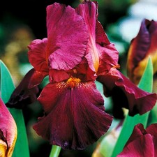 Iris Rhizom Staude Iris