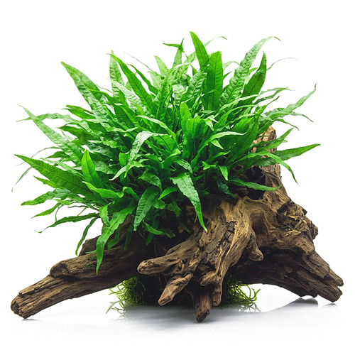 10x microsorum pteropus - microsorum, –
