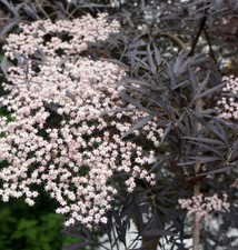 Schwarzer Holunder Black Lace® 60-80cm - Sambucus nigra