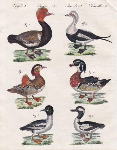 Ente duck enten ducks - duck,