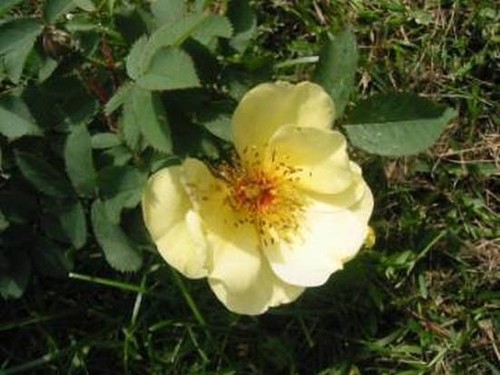 Bibernell rose zartgelb - bibernell,