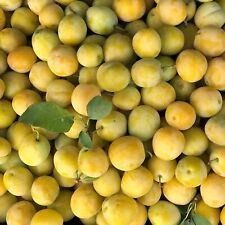 Bellamira (S) robuste Mirabelle Mirabellenbaum Buschbaum Halbstamm Hochstamm