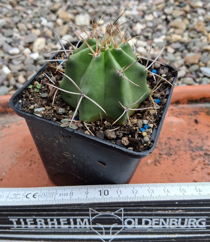 Echinocereus triglochidiatus