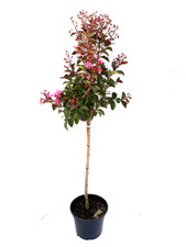 Kreppmyrte, Lagerstroemia indica Rhapsody in Pink (Höhe: 140-150 cm) + Dünger