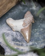Haifischzahn Echtes Fossil