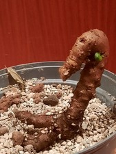 Anredera cordifolia, Caudex