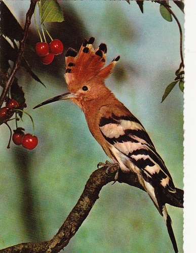 Wildlife postkarte - wildlife, *
