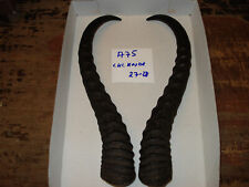 Springbock Hörner Schläuche Krucken Krampus Maskenbau Geweih A75