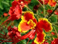 25 Pride of Barbados Seeds