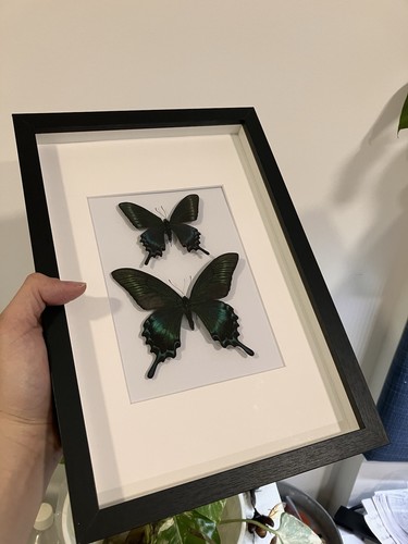 Papilio maackii gerahmte - papilio,