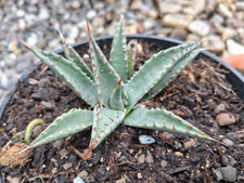 Agave parryi var. parryi