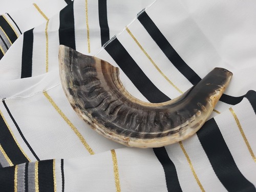 Widder schofar horn koscher - horn,
