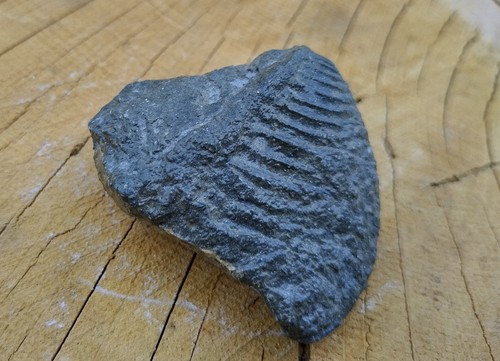 Muschel aus dem jura dogger - muschel,