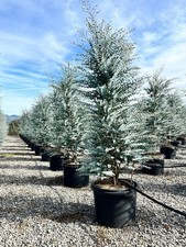 Sunny Tree - Eukalyptus gunnii