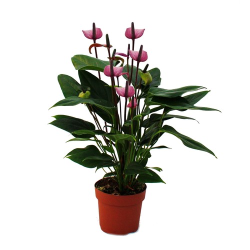 Exotenherz flamingoblume - exotenherz,