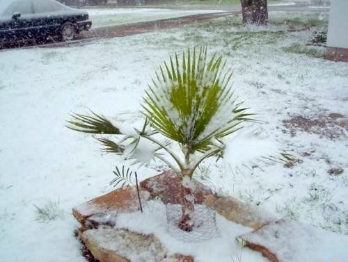 Sabal minor palme winterharte - sabal-minor,
