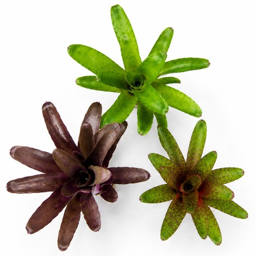 Bromelien 3er mix - 3er,
