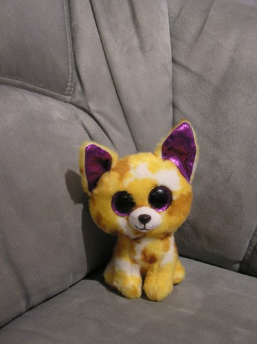 Chihuahua pablo hund klein - chihuahua,