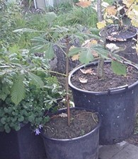 Kastanienbaum-Rosskastanie