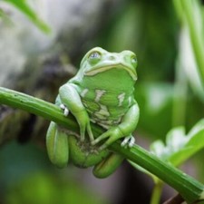 Wandbild: Grüner Affenfrosch