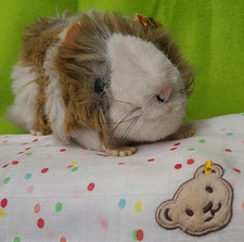 steiff 2255/15 - Swinny Meerschweinchen 15cm Webpelz grau/weiß Stimme KF sGUT