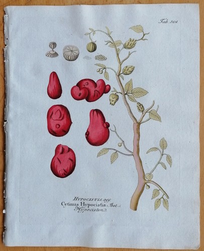 Vietz icones plantarum - vietz,
